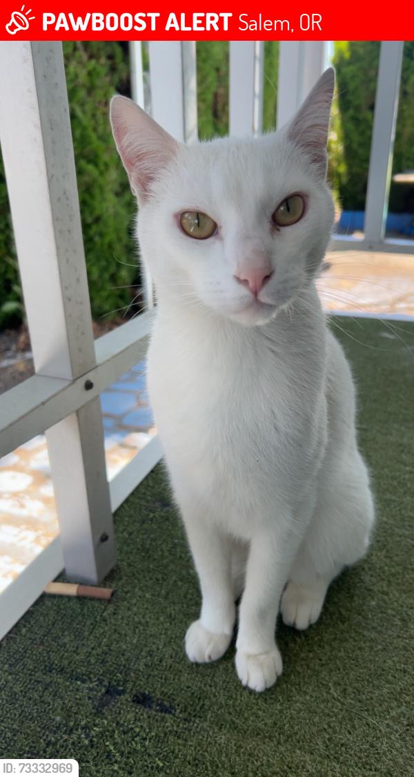 Lost Male Cat last seen Sylvia, Salem, OR 97317