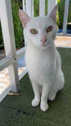 Lost Male Cat last seen Sylvia, Salem, OR 97317