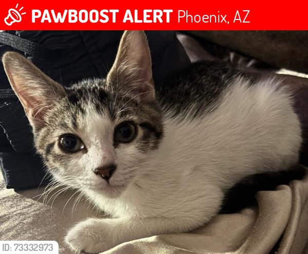 Lost Male Cat last seen Bell and greenway, Phoenix, AZ 85032
