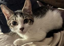 Lost Male Cat last seen Bell and greenway, Phoenix, AZ 85032