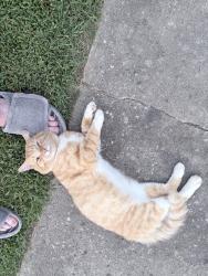 Found/Stray Male Cat last seen Old lenoir, Hickory, NC 28601
