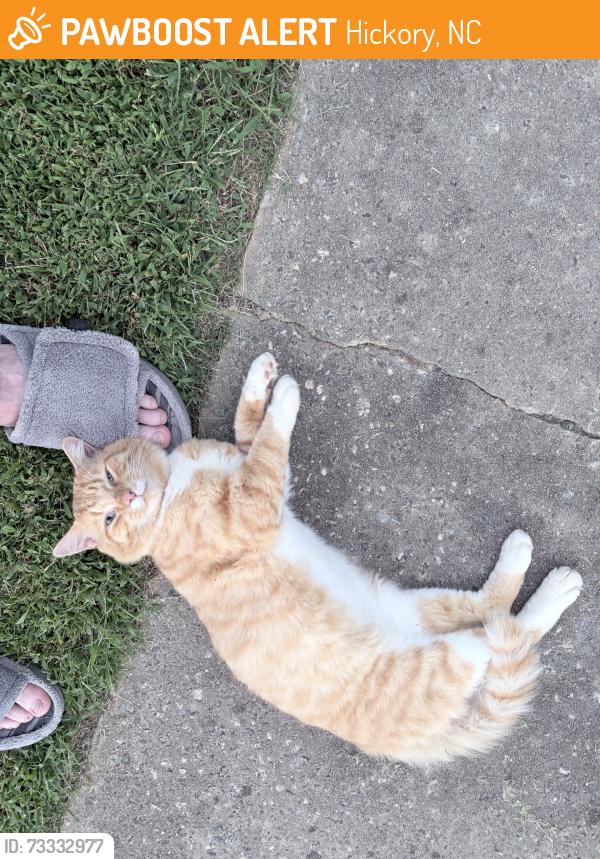 Found/Stray Male Cat last seen Old lenoir, Hickory, NC 28601