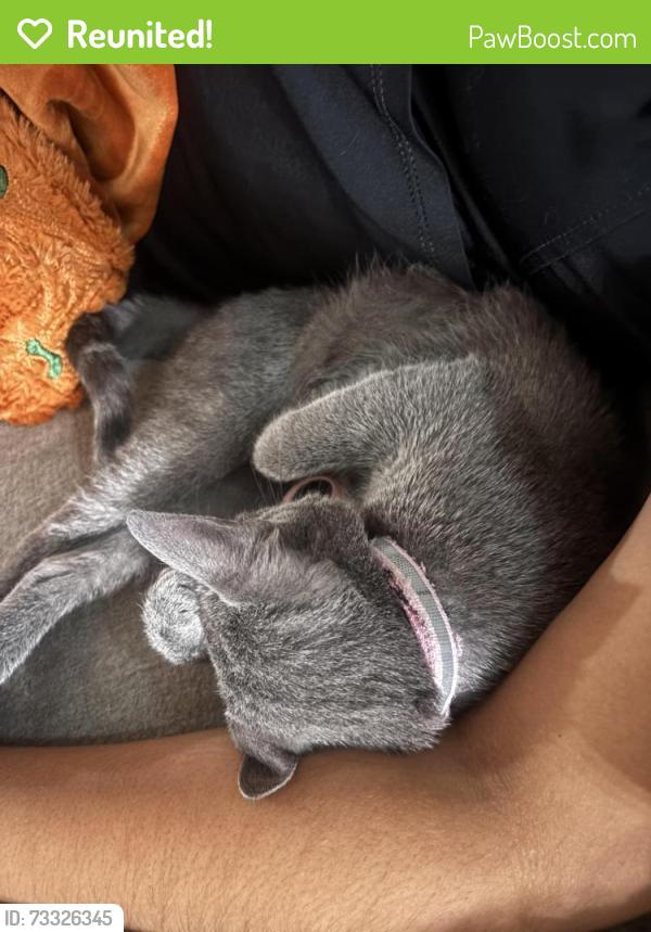 Reunited Female Cat last seen Near larston st, Houston, TX 77055