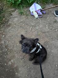 Reunited Female Dog last seen Kelly creek area, Gresham, OR 97080