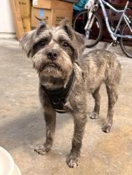 Lost Male Dog last seen 3rd ST and Madison, Montebello, CA 90640