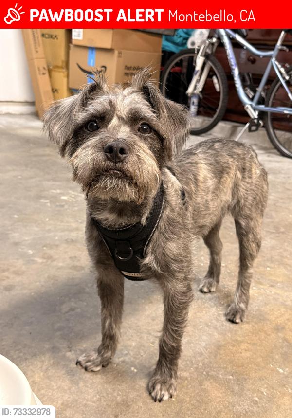 Lost Male Dog last seen 3rd ST and Madison, Montebello, CA 90640