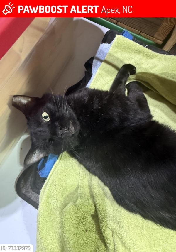 Lost Male Cat last seen Shepards Vineyard, Smokewood Drive, Apache Drive, Apex, NC 27502