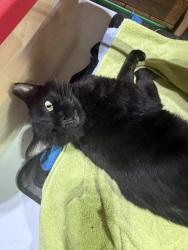 Lost Male Cat last seen Shepards Vineyard, Smokewood Drive, Apache Drive, Apex, NC 27502