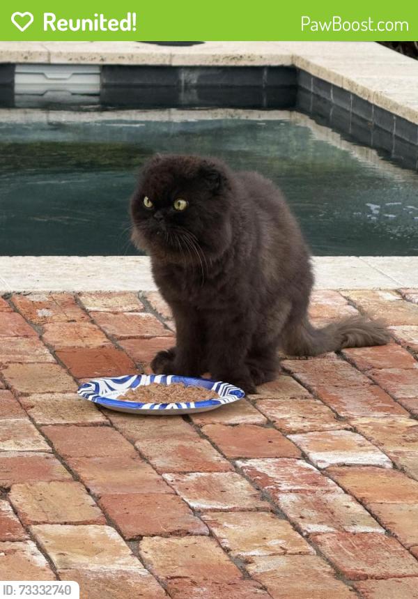 Reunited Unknown Cat last seen Cumbie, Orlando, FL 32804