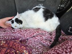 Found/Stray Female Cat last seen Danbury Drive and Longmeadow Lane, Lincoln, CA 95648