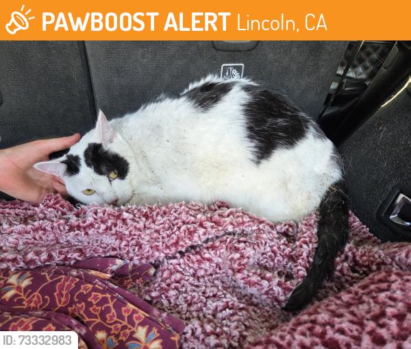 Found/Stray Female Cat last seen Danbury Drive and Longmeadow Lane, Lincoln, CA 95648