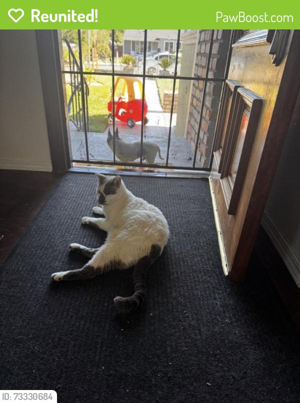 Reunited Male Cat last seen Standwood, Hayward, CA 94544