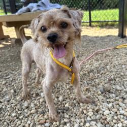 Shelter Stray Male Dog last seen , Animal Care & Control Team of Philly, 111 W Hunting Park Ave, Philadelphia, PA 19140, USA