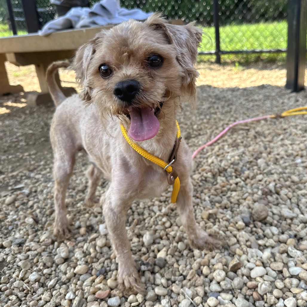 Shelter Stray Male Dog last seen , Animal Care & Control Team of Philly, 111 W Hunting Park Ave, Philadelphia, PA 19140, USA