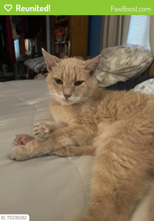 Reunited Unknown Cat last seen Likes to visit neighbors between 32nd and 33rd street at oceanfront, Virginia Beach, VA 23451