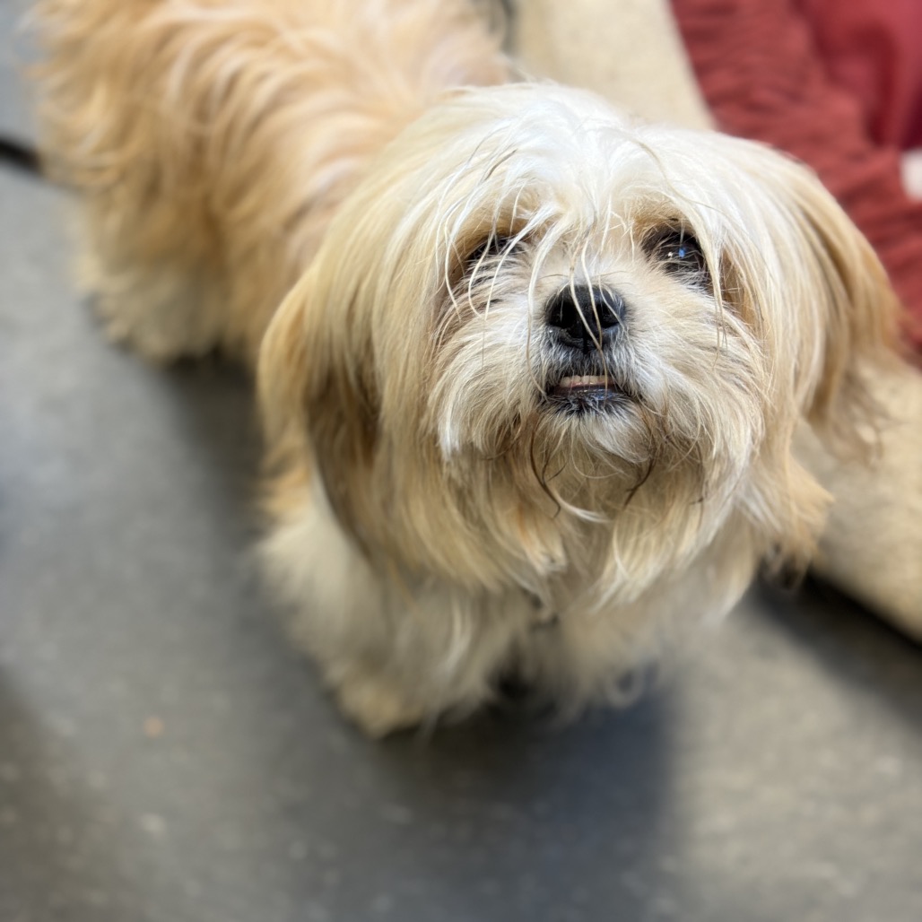 Shelter Stray Female Dog last seen , 8464 Beach Blvd, Jacksonville, FL 32216, USA