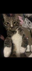 Reunited Male Cat last seen Massachusetts Ave and Sheridan Rd, Poland, OH 44514