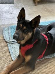 Found/Stray Male Dog last seen East 60th st Tacoma wa, Tacoma, WA 98404