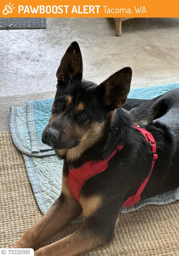 Found/Stray Male Dog last seen East 60th st Tacoma wa, Tacoma, WA 98404