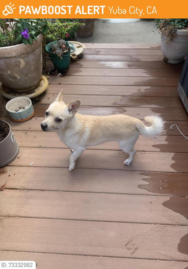 Found/Stray Male Dog last seen Happy Park, Yuba City, CA 95991