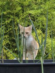 Lost Female Cat last seen Wilson Blvd., Eagleville, PA 19403