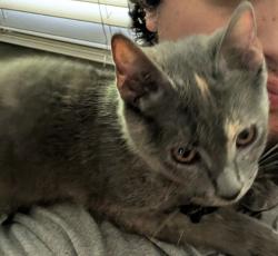 Lost Female Cat last seen Past the train tracks from the Town square, Clayton, NC 27520