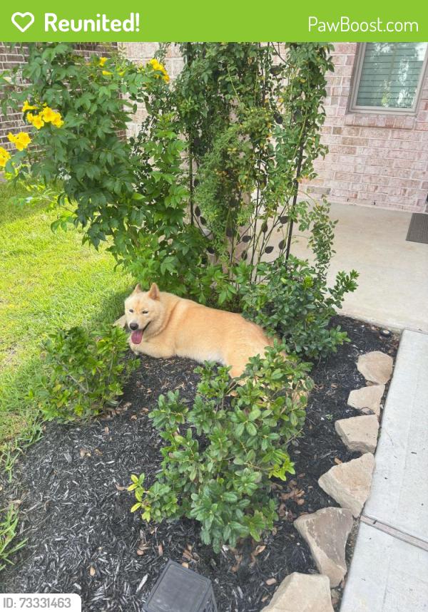 Reunited Unknown Dog last seen Cumberland ridge dr, Harris County, TX 77447