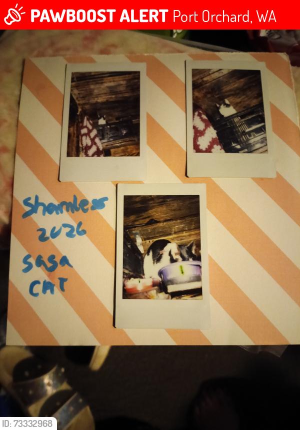 Lost Female Cat last seen Maple and Higgins rd close to Mile Hill dr, Port Orchard, WA 98366
