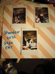 Lost Female Cat last seen Maple and Higgins rd close to Mile Hill dr, Port Orchard, WA 98366