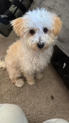 Reunited Male Dog last seen High school king city ca, King City, CA 93930