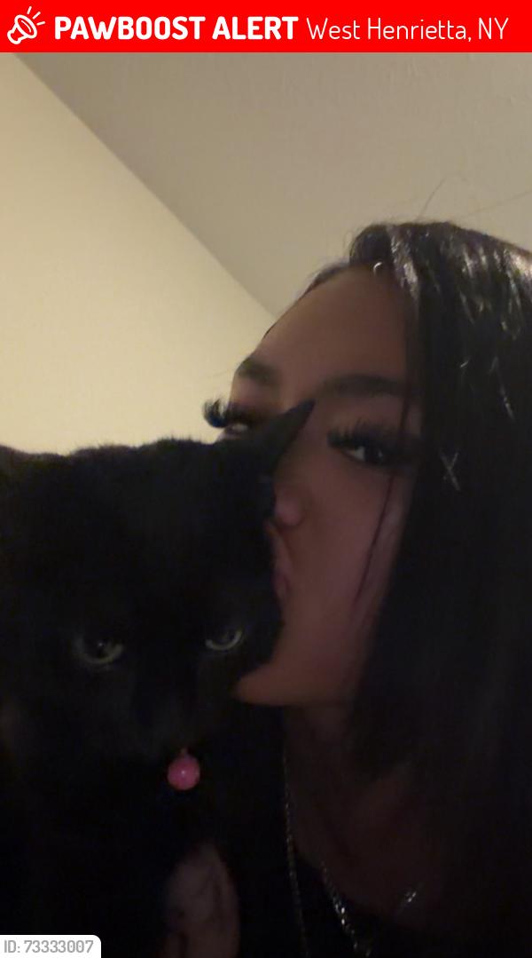 Lost Female Cat last seen Erie station, West Henrietta, NY 14586