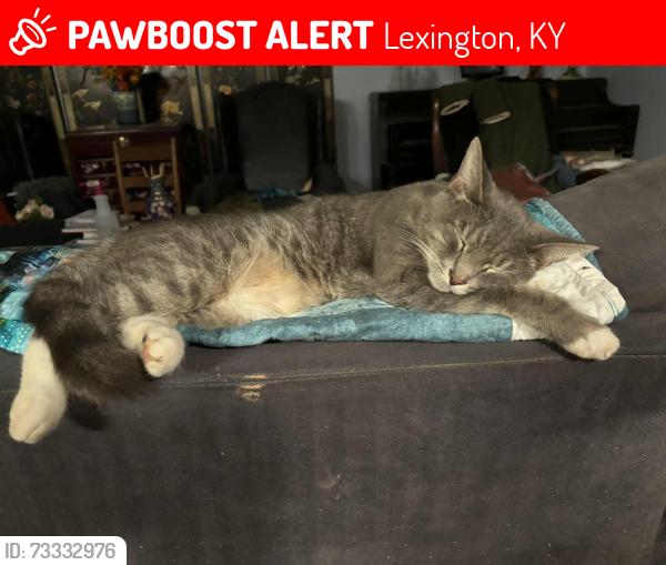 Lost Male Cat last seen Man O War and Pimlico, Lexington, KY 40515