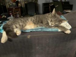 Lost Male Cat last seen Man O War and Pimlico, Lexington, KY 40515