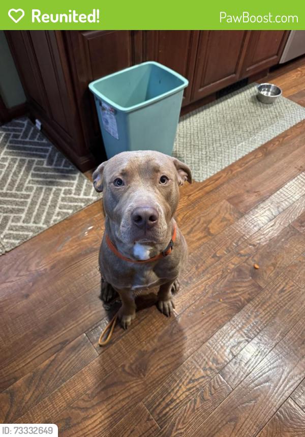 Reunited Male Dog last seen Lambertville, MI, USA, Lambertville, MI 48144