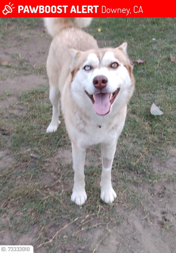 Lost Female Dog last seen Stonewood mall, Downey, CA 90241