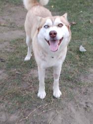 Lost Female Dog last seen Stonewood mall, Downey, CA 90241