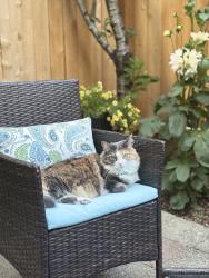 Reunited Female Cat last seen Between Corson and Carleton and Warsaw and Willow, Seattle, WA 98108