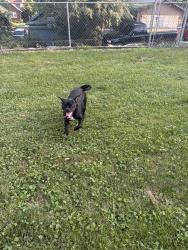 Reunited Female Dog last seen 14th & M, Omaha, NE 68107