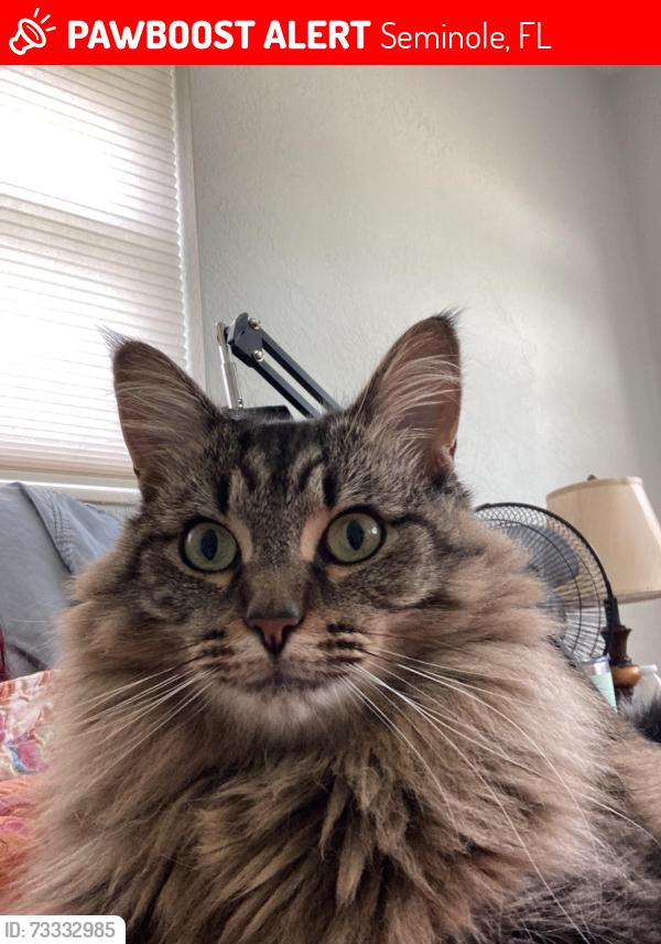 Lost Female Cat last seen 84th and 122nd, Seminole, FL 33772