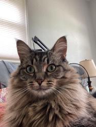 Lost Female Cat last seen 84th and 122nd, Seminole, FL 33772