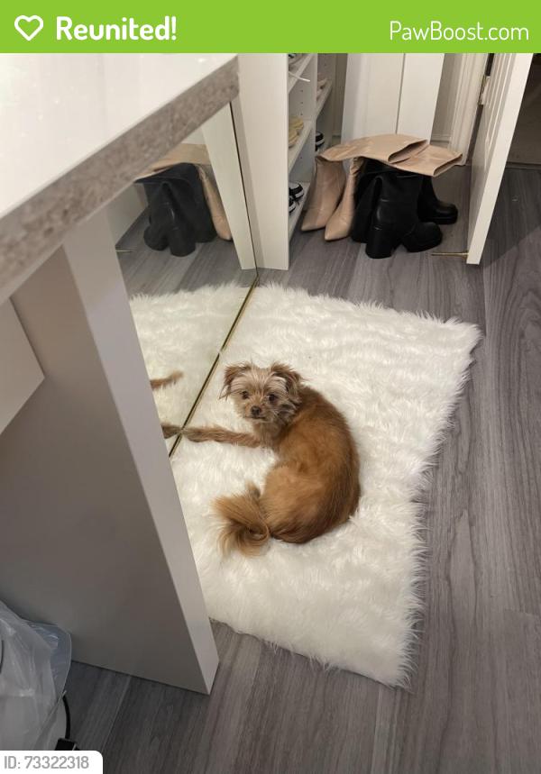 Reunited Female Dog last seen Hollywood and Charleston, Las Vegas, NV 89110