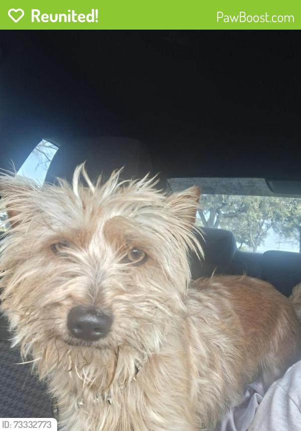 Reunited Male Dog last seen Evening Shade & Kingfisher, Arlington, TX 76002