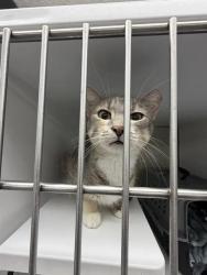Shelter Stray Female Cat last seen , 593 Fairview Ave N, St Paul, MN 55104, USA