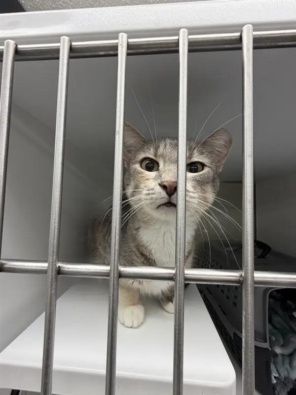 Shelter Stray Female Cat last seen , 593 Fairview Ave N, St Paul, MN 55104, USA