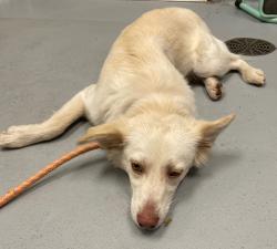 Shelter Stray Female Dog last seen Midwest City, 8485 E Reno Ave, Midwest City, OK 73110, USA