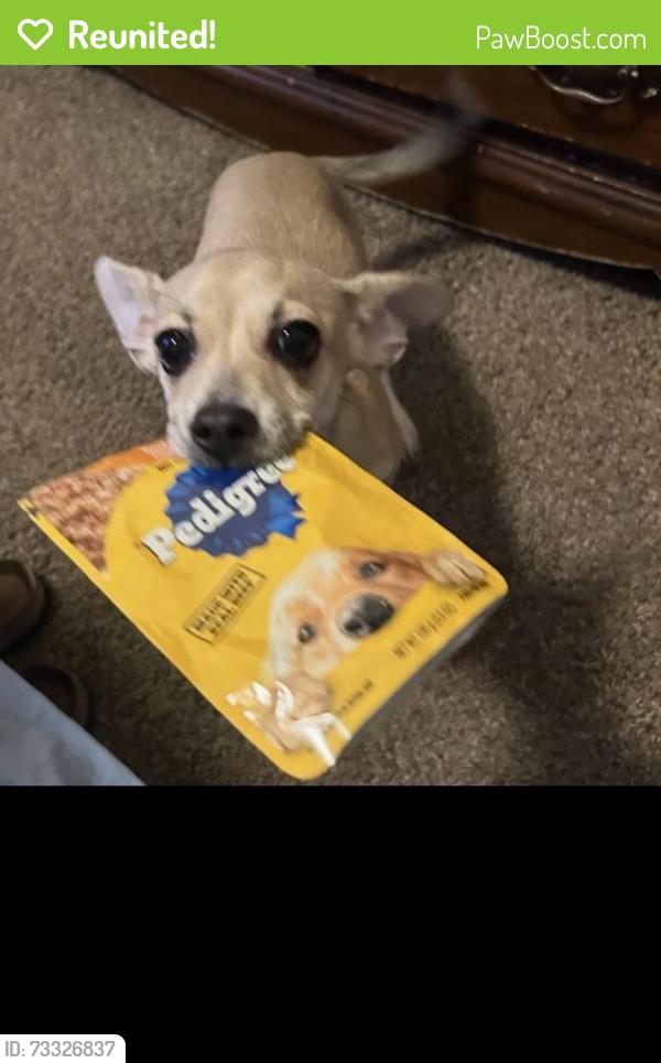 Reunited Female Dog last seen Rams Horn Road, Greenville, NC 27834