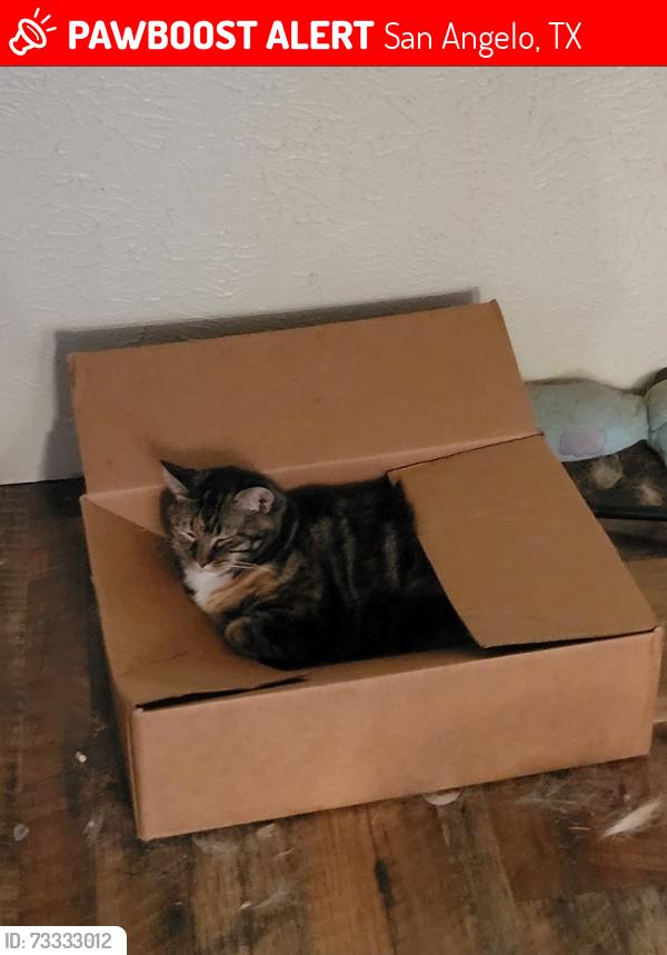 Lost Female Cat last seen Notre Dame and A&M, Tulane, San Angelo, TX 76904