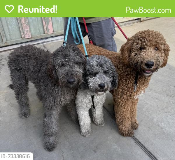 Reunited Unknown Dog last seen Rosecrans & Atlantic, Lynwood, CA 90262