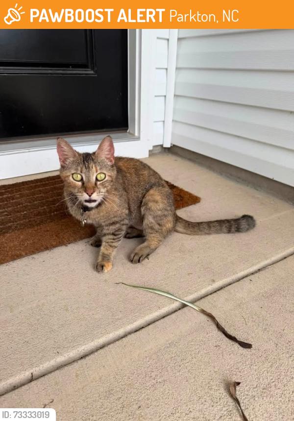 Found/Stray Female Cat last seen By parkton park, Parkton, NC 28371