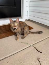 Found/Stray Female Cat last seen By parkton park, Parkton, NC 28371